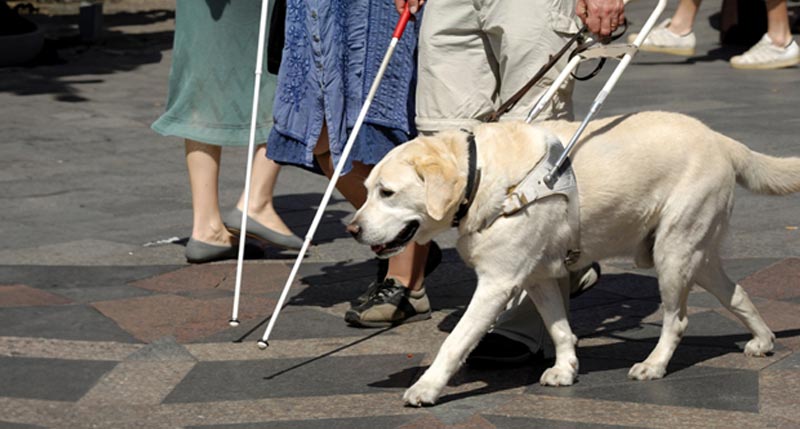 How Guide Dogs Empower the Blind and Visually Impaired